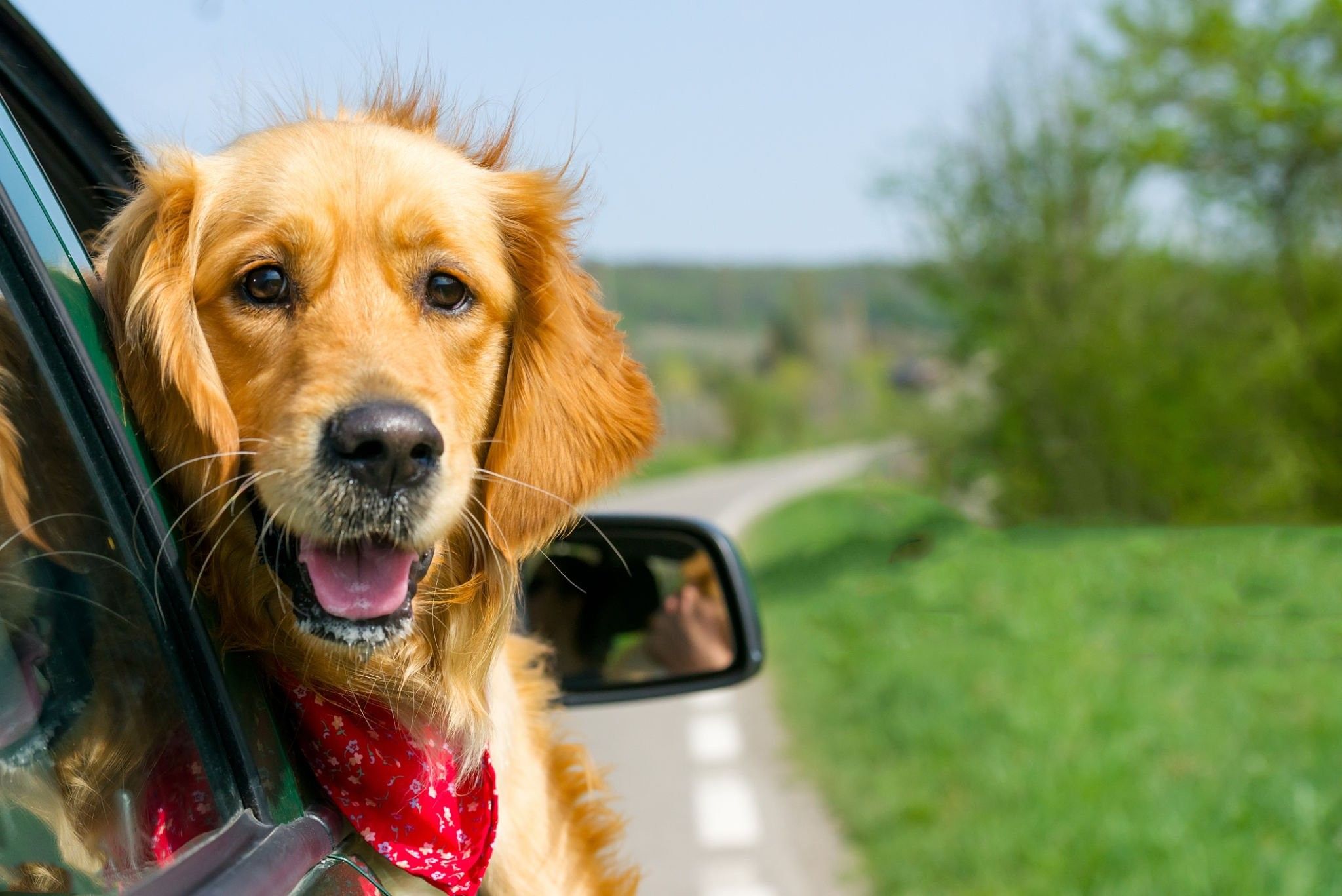 hund auf reisen