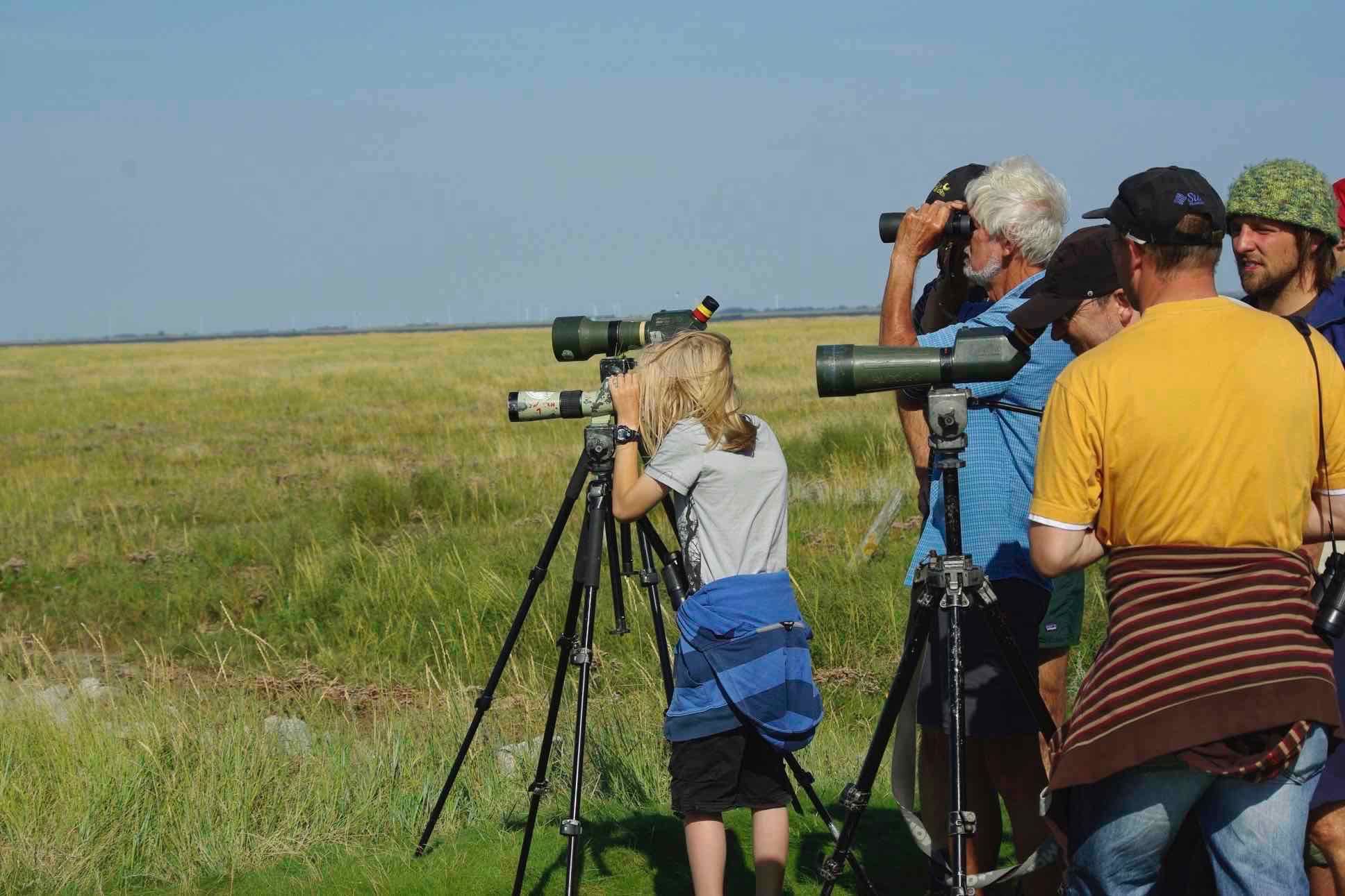 Kennen Sie Säbelschnäbler oder Knutt? Der Beltringharder Koog ist ein Hotspot für viele Vögel. Beobachten Sie mit uns die hier vorkommenden Arten und erfahren Sie dabei spannende Infos über die Vogelwelt.